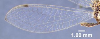Media type: image; Entomology 26214   Aspect: hind wing